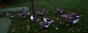 2013_10_27_rando_maisons_laffitte