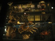 2008_05_02_017_mnhn_expo_abysses