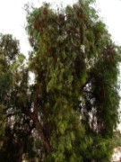 2008_10_26_141_jordanie_jerash