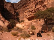 2008_10_28_185_jordanie_petra