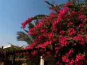 2008_11_05_004_egypte_le_caire_jardin_de_l_hotel