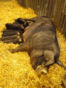 2010_03_05_014_salon_agriculture