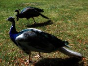2012_08_04_039_parc_bagatelle