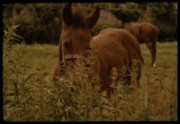 1964_06_raymond_b09_cheval