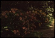1965_05_raymond_g20_jardin_albert_kahn_boulogne