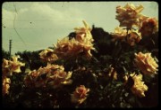 1965_06_raymond_h07_roses_a_louveciennes