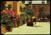 1965_07_raymond_h10_terrasse_mme_loison