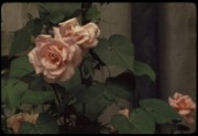 1965_08_raymond_m23_chambost_allieres_roses