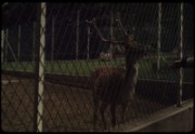 1965_08_raymond_n01_villie_morgon_parc_animalier