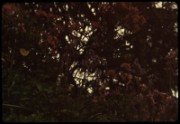 1965
